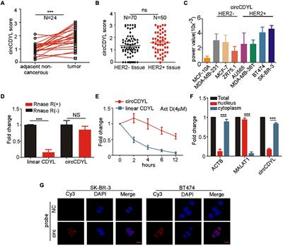 MiR-92b-3p Inhibits Proliferation of HER2-Positive Breast Cancer Cell by Targeting circCDYL